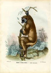 Indri, 1863-79